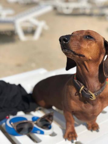 На пляж с собакой в Болгарии