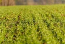 Сельскохозяйственные земли в Болгарии - стоит ли инвестировать